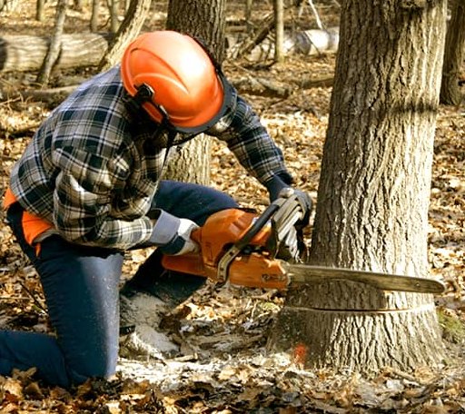 Tree Removal in Fall River, KS
